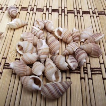 100pcs Akvarium Naturlige Conch Dekoration Hjem Indretning Sea Beach Conch Muslingeskaller For DIY Håndværk
