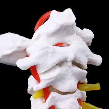 Medicinske rekvisitter model Gratis porto halshvirvel Arteria Rygsøjlen Spinal Nerver Anatomiske Model i naturlig Størrelse