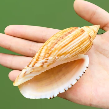 9-10cm Nye Majs Snegle Muslingeskal Majs Conch Prøven Stranden Indretning til Hjemmet akvarie og Akvarium, og Landskabspleje DIY Shell Dekoration