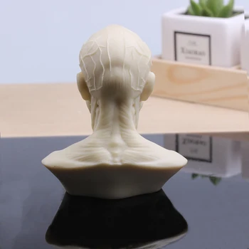Human head muskel skåret ferrit-skull-modellen er stadig liv maleri reference model